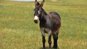 Qué hay de cierto sobre que en Argentina se va a consumir carne de burro por la crisis económica