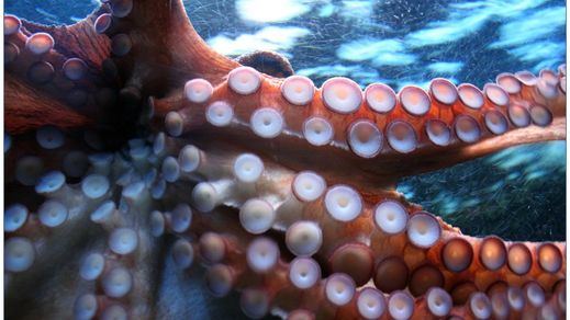 Pulpo gigante
