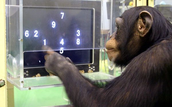 Increíble pero cierto: monos transcriben textos a 12 palabras por minuto