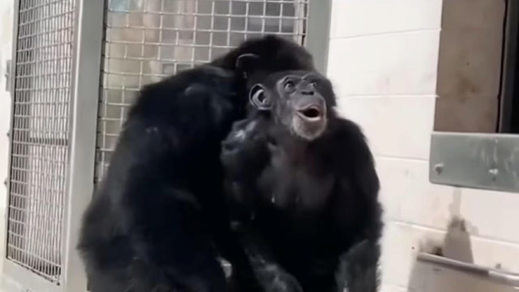 Vanilla, la chimpancé rescatada