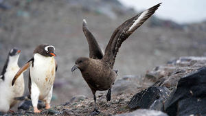 La gripe aviar se extiende también en la Antártida: encuentran cientos de cadáveres de pingüinos y skuas