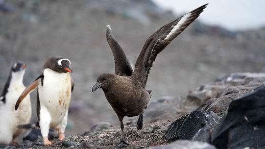 Ejemplar de ave skua junto a pingüinos papúa