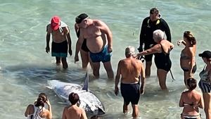 Varios bañistas se llevan trozos de un atún muerto en una playa de La Manga
