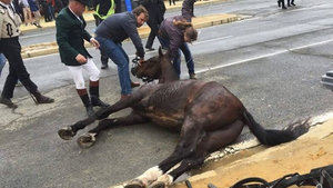Pacma denuncia más caballos desplomados tras fallecer uno en la Feria de Abril