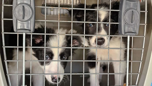 Cachorros rescatados de esta organización criminal