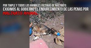 El Pacma pide endurecimiento del Código Penal por maltrato animal tras el caso de Lanzarote