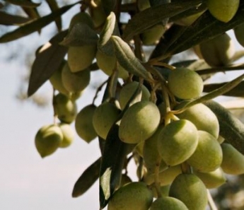 Las verduras y hortalizas: fritas en aceite de oliva virgen extra, mejor que al natural, al vapor o a la plancha