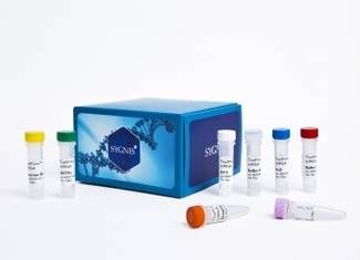 SYGNIS presenta en EEUU las tecnologías TruePrime™ y SunScript™