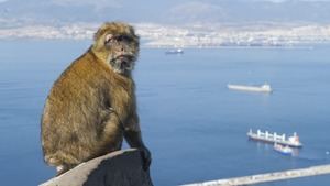 Un mono de Gibraltar escapa del Peñón y provoca un operativo de 'busca y captura' en La Línea
