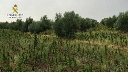 Incautadas en Villarrobledo cinco toneladas de marihuana, la mayor cantidad decomisada en España