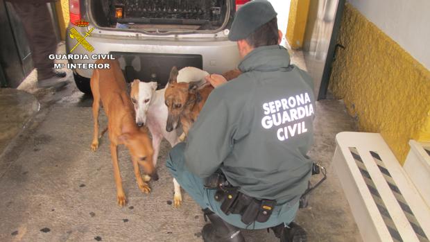 Tiran a 3 perros vivos a un pozo porque ya no servían para la caza