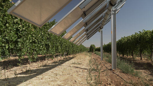 Iberdrola pone en marcha en Toledo la primera planta agrovoltaica inteligente de España