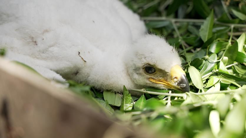 La planta fotovoltaica Cespedera de Iberdrola impulsa la reintroducción del águila imperial en Andalucía