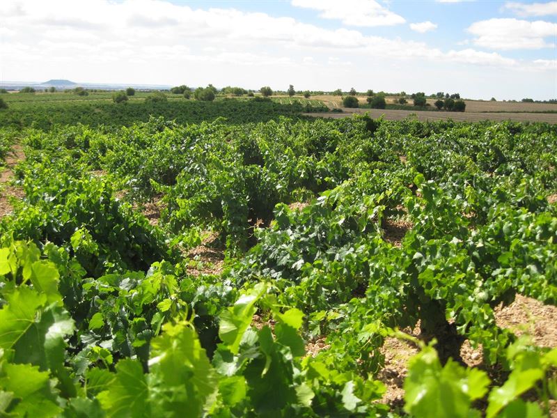 Agricultura abrirá al sector el debate de la reestructuración de viñedo