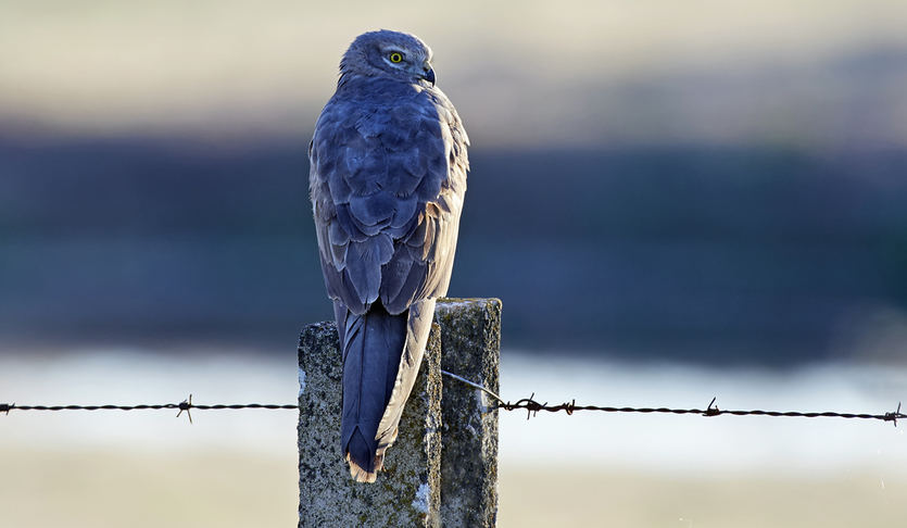 El aguilucho cenizo