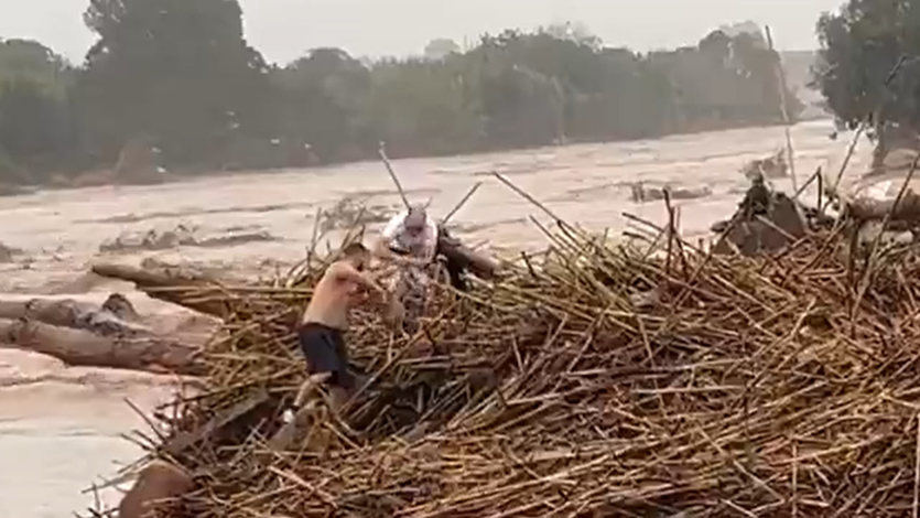 Animales rescatados tras la DANA