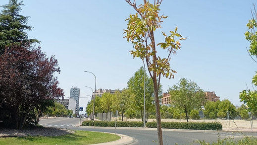 Árboles en el Ensanche de Vallecas