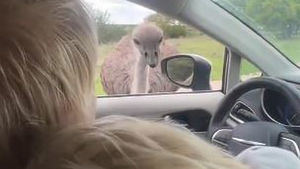 Boris Johnson, atacado por un avestruz en un Safari en Texas