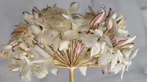 La biznaga de Málaga, una flor no natural convertida en todo un emblema