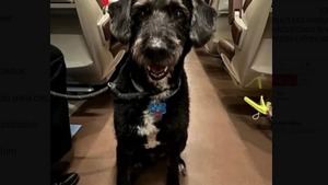 Sigue activa la búsqueda de Boro, el perro desaparecido en el accidente de Adamuz