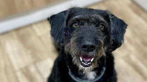 Autorizan a los rescatistas de Pacma acceder a la zona del accidente de Adamuz para localizar a Boro