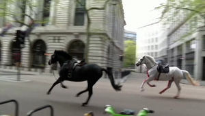 Varios caballos del Ejército británico se escapan y desatan el caos en Londres, dejando 4 heridos