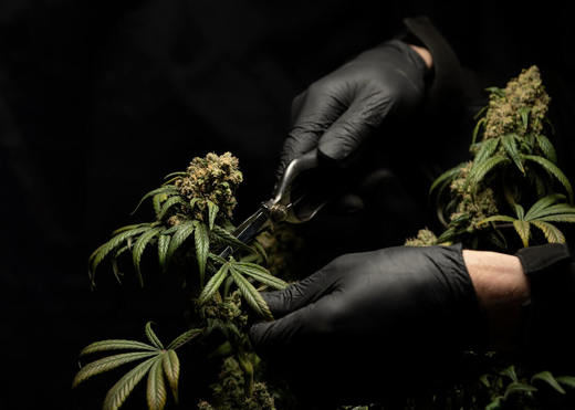 113 cannabinoides se encuentran en el cannabis