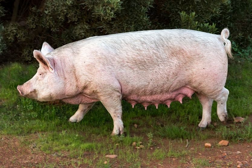 Horóscopo chino 2019 Cerdo: ¡es el año del cerdo!