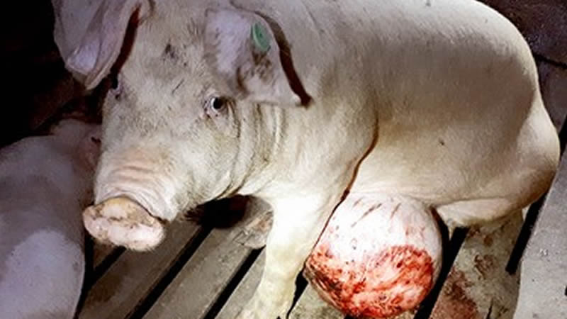 Igualdad Animal difunde las imágenes más duras de los cerdos que ni siquiera 'Salvados' emitió
