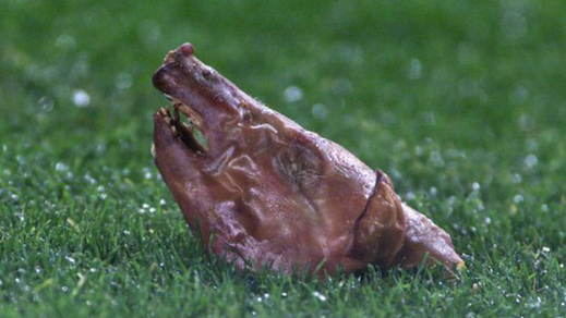 Cabeza de cochinillo arrojada a Figo en el Camp Nou
