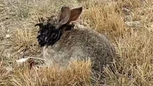 Conejo afectado con un virus