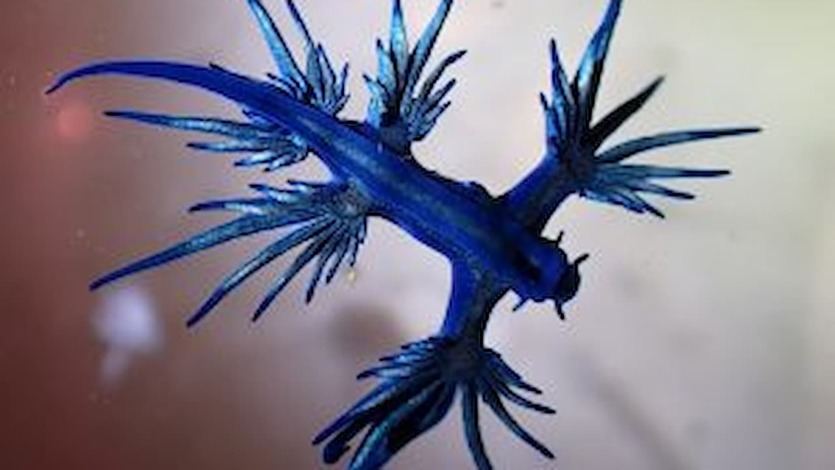 Ejemplar de dragón azul