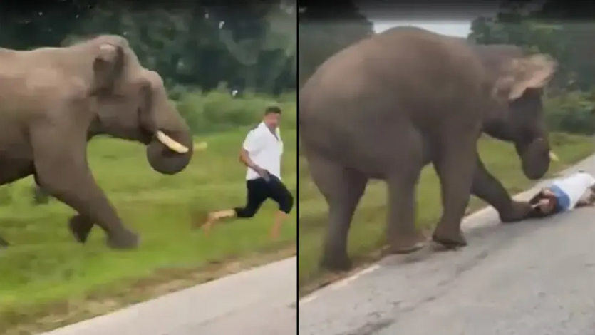 Momento en el que el elefante alcanza al turista