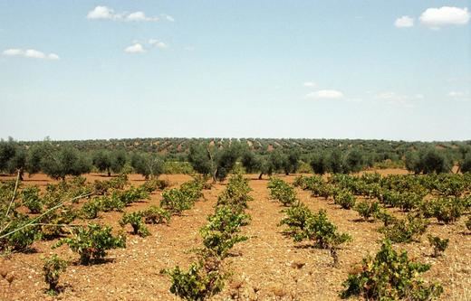 CaixaBank impulsa la internacionalización y la innovación de las empresas vitivinícolas en Fenavin
