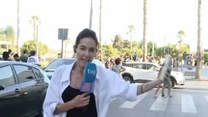 Grave acoso y casi agresión a la reportera de 'Malas lenguas' de RTVE en Torre Pacheco