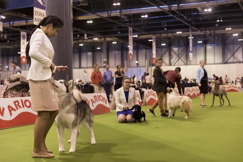 100x100 MASCOTA 2021 incluye una intensa programación de la Real Sociedad Canina de España