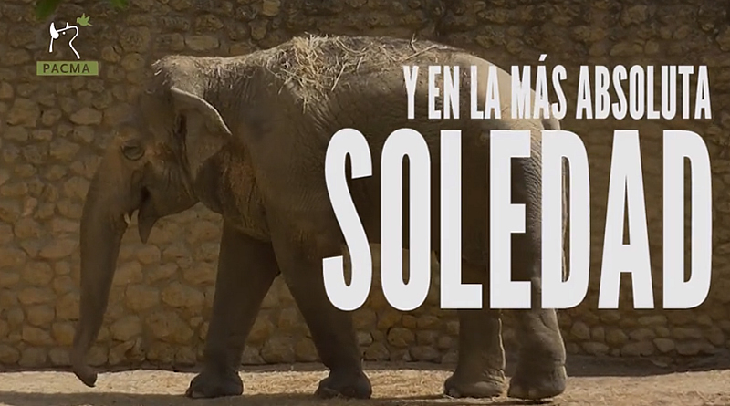 El drama de Flavia, una elefanta que lleva 40 años sola en el zoo de Córdoba