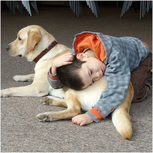 Terapeutas caninos, actores principales del bienestar de las personas