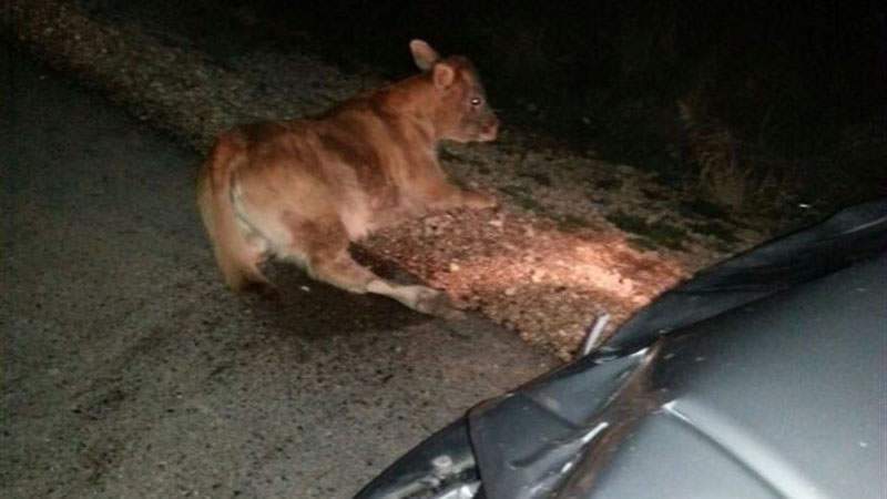 Fallece un motorista tras colisionar con una vaca en la carretera