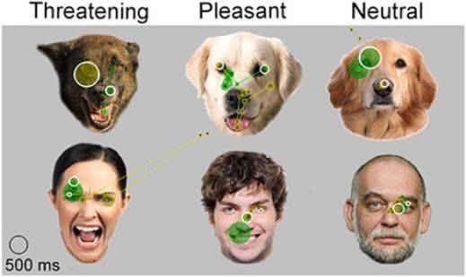Los perros reconocen el estado emocional mirando a nuestros ojos y el resto del rostro