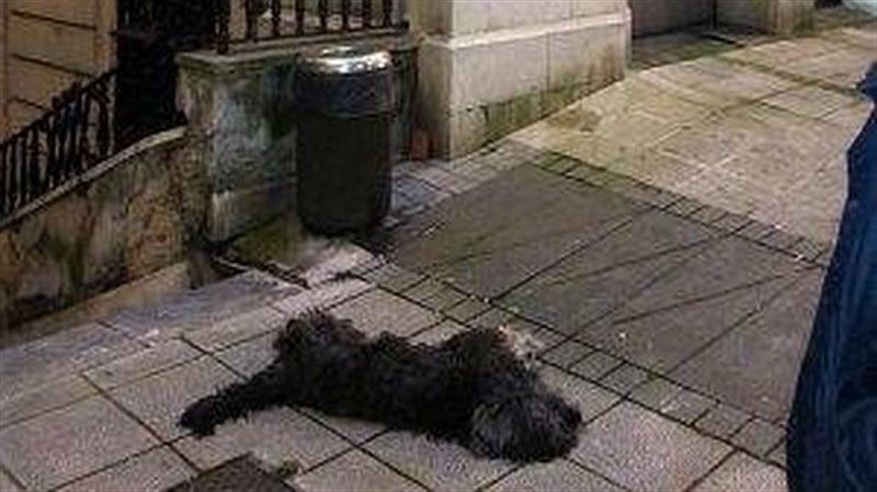 Piden 9 meses por matar a patadas a un perro en Santander