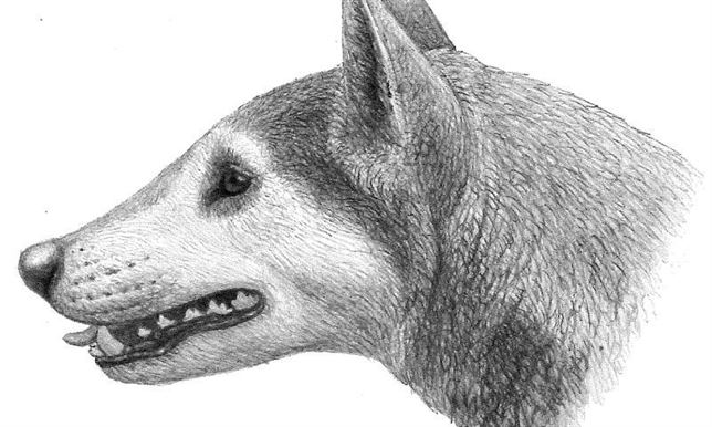 Así eran los perros en América del Norte hace 12 millones de años