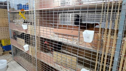 Detenido un veterinario por cortar crestas a más de 4.000 gallos para peleas