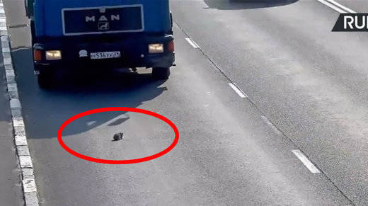 Vídeo de impacto: rescatan a un gato en plena autopista