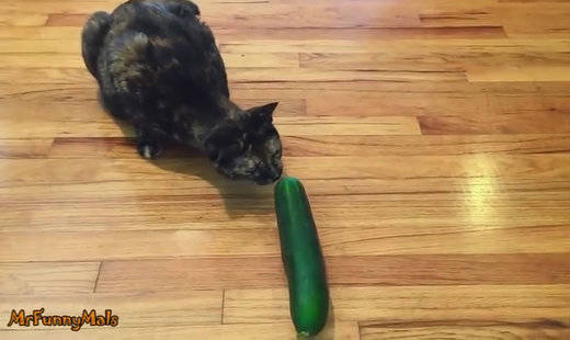 Gatos y pepinos, el vídeo viral que arrasa en la Red: el temor felino más gracioso