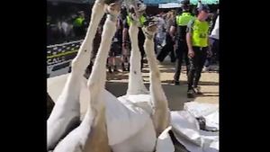 Primer día y primer caballo muerto en la Feria de abril: las redes claman contra el evento