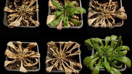 Científicos españoles hallan un método para que las plantas resistan a la sequía