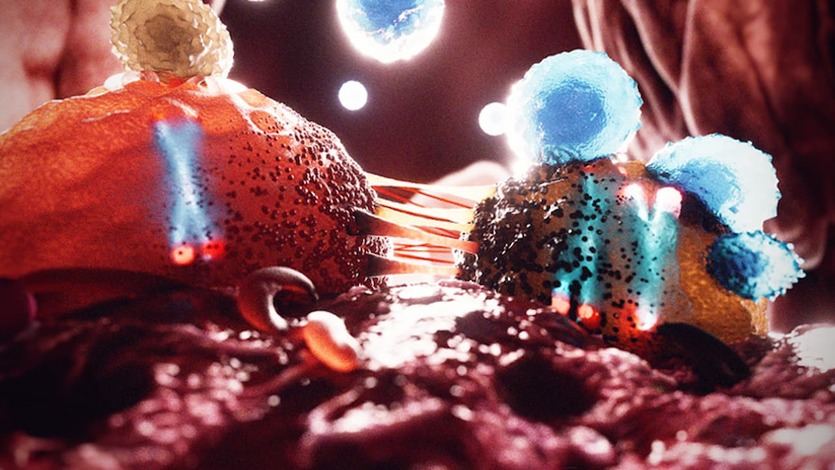 La pérdida del cromosoma Y (como se ve en la imagen ) ayuda a las células cancerosas a evadir el sistema inmunitario del cuerpo