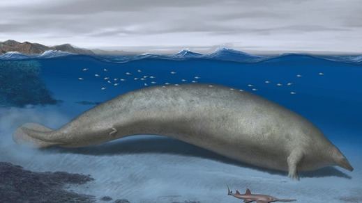Recreación de una ballena 'Perucetus colossus'