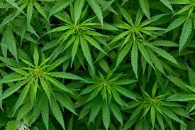 Incautada en Albacete la mayor plantación de cannabis de España